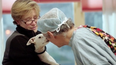 Called a maverick, a miracle-worker, and a quack, Dr. Marty Goldstein is a pioneer of integrative veterinary medicine. By holistically treating animal...